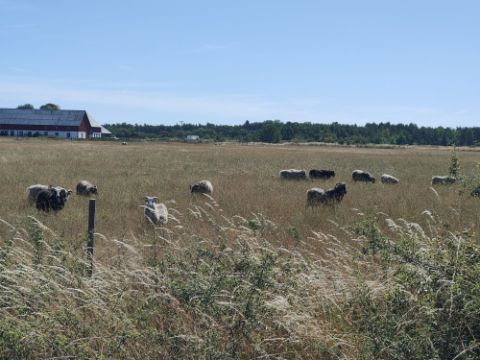 Ein Feld mit Schafen in Gotland. 
