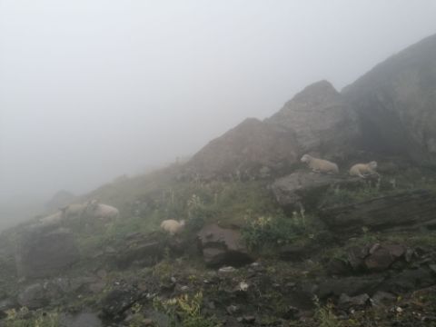 Einige Schafe sitzen unter nassen Steinen in dichtem Nebel. 