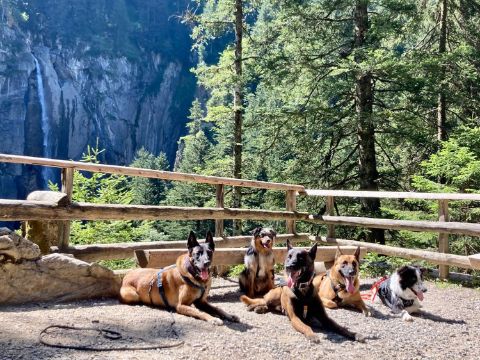 5 Hunde posieren liegend vor dem Pochtenfall in den Berner Alpen. 