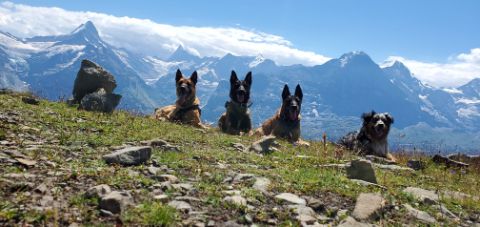 Vier Hunde posieren liegend vor Eiger, Mönch und Jungfrau auf einer Wiese. 