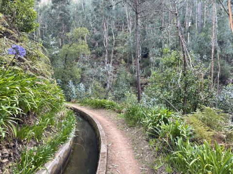 Wanderung an der Levada Nova mit Eukalyptuswäldern