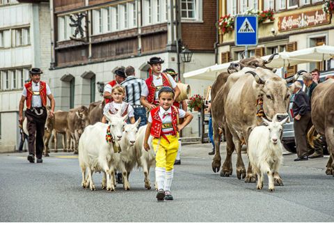 Der Alpabzug in Appenzell ist Tradition. Kühe laufen durch die Strasse. 