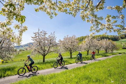 Vier Velofahrer fahren hintereinander auf einer Landstrasse inmitten blühender Apfelbäume. 