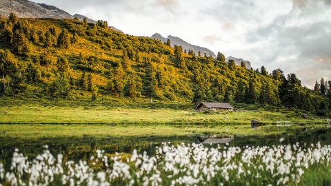 Prairie fleurie au lac d'Engstlen. La Via-Alpina. Vacances de randonnée avec Eurotrek.