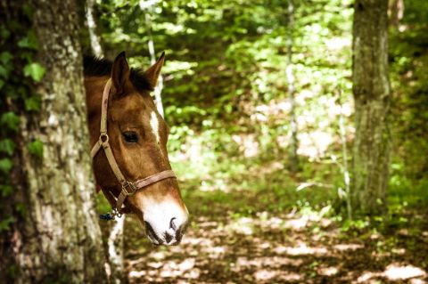 Un cheval dont seule la tête dépasse de manière taquine derrière un tronc d'arbre dans une clairière.
