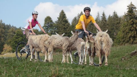 Zwei Mountainbiker müssen wegen fünf freilaufenden weissen Ziegen anhalten.