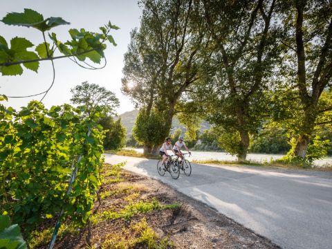 2 vélos de course roulent sur une route secondaire, le long de vignes et d'arbres.