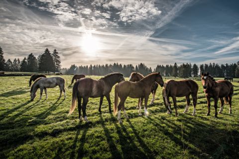 Ajoie is home to numerous horses.