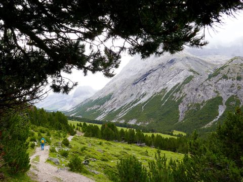 Sicht vom Waldrand, unter Bäumen, rüber zu Alp-Mora.