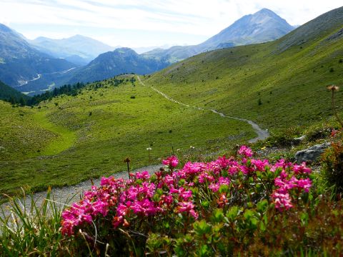 Nationalpark Panoramaweg Buffalore. Bergkulisse im Hintergrund und Blumen im Vordergrund.