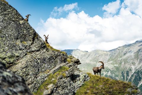 Three ibexes stand on the ridge.