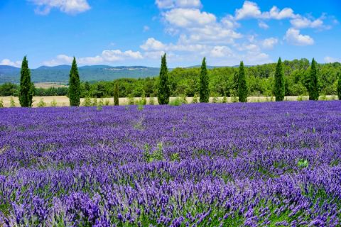Lavendel-Feld in der Provence