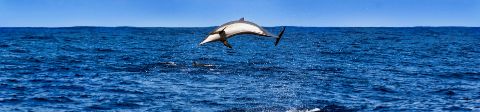 Delfin in der Kvarner Bucht