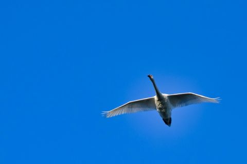 Swan in National Park de Biesbosch
