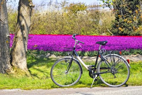 Bicycle parked in front of a field of tulips