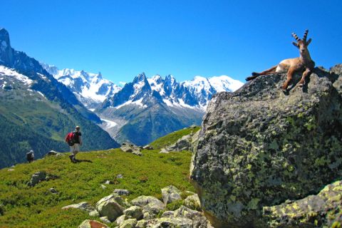 Hiking with view o the landscape and animals at the Mont Blanc
