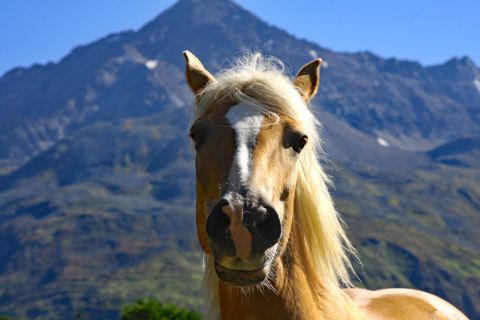 Pferd vom Urlaubsreithof in Tirol