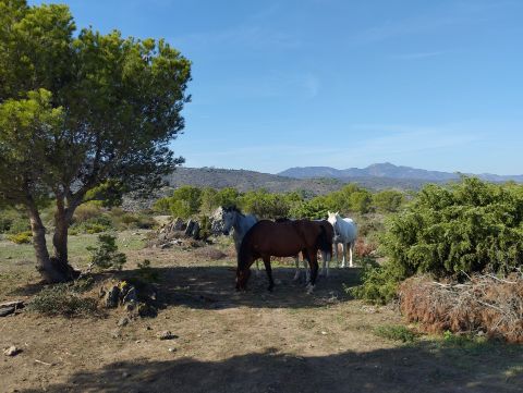 Pferde in Port de la Selva auf der Eurotrek-Reise.