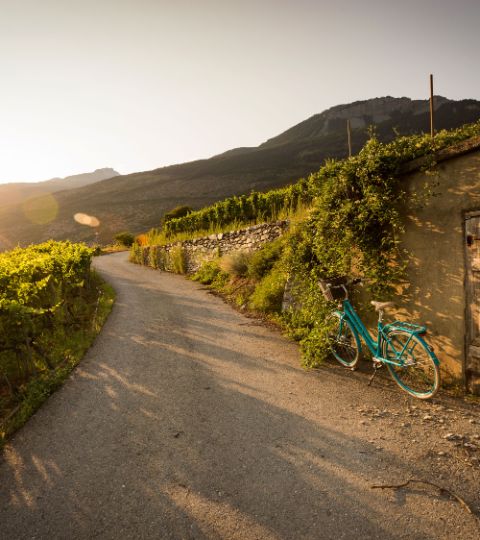Auf einer gepflasterten Strasse, zwischen Walliser Rebbergen steht ein grünes Fahrrad neben einer Holztür. Im Hintergrund scheint die Abendsonne hinter dem Berg hervor. Chemin de vignoble. Veloferien mit Eurotrek.