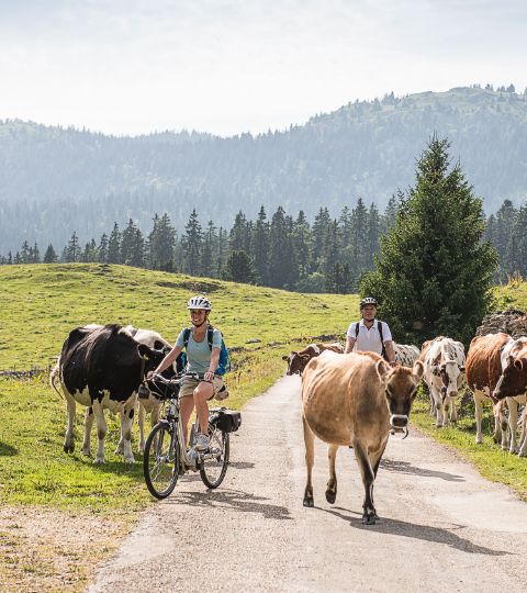 Un couple de cyclistes tente de passer devant un troupeau de bovins qui se promènent librement sur la route.