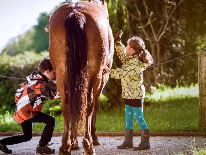 Ein braunes Pferd von hinten, das von einem kleinen Mädchen und einem Jungen gestriegelt wird.