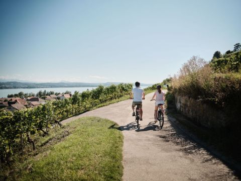 Cyclists among the vines, with a view of the lake