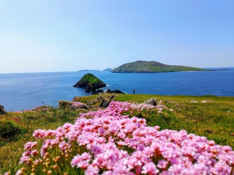 Flowers bloom pink in front of a picturesque coastal landscape in Dingle Ireland